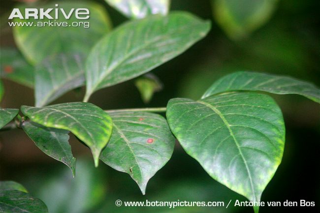 garcinia