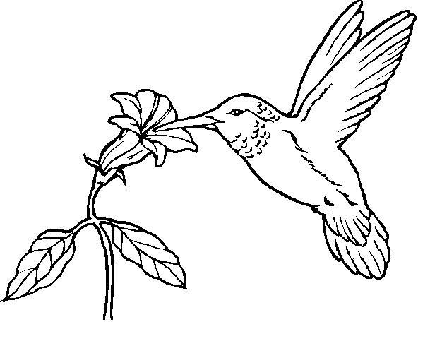 hummingbird tattoo designs